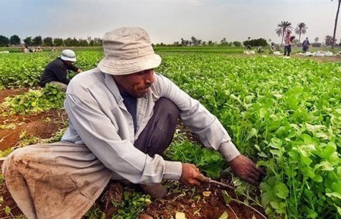 أستاذ اقتصاد زراعي: مصر دعمت الفلاح بكل الطرق الممكنة - الآن نيوز