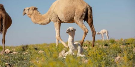 ”الزراعة“: الترقيم الإلكتروني للإبل يعزز الشفافية في البيع والشراء - الآن نيوز