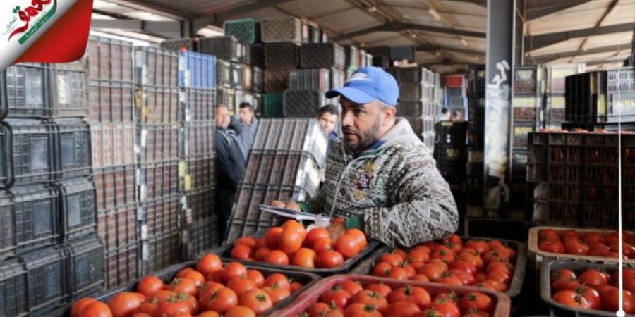 المغرب يتصدر صادرات الطماطم رغم الجفاف.. 701 مليون كلغ متفوقا على إسبانيا - الآن نيوز